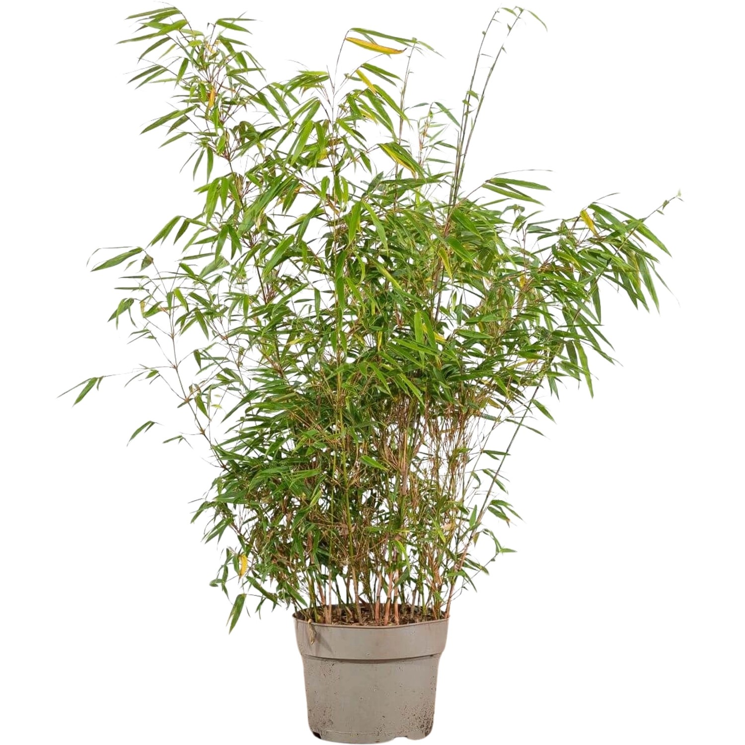 Schirmbambus Set à 80 Stück Höhe ca. 60 - 80 cm Fargesia rufa