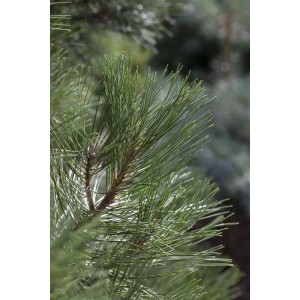 Detailaufnahme der dunkelgrünen Nadeln einer Pinus Nigra Nana (Zwerg-Schwarzkiefer).
