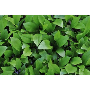 Nahaufnahme der grünen Blätter der Dennerle Plants Aquariumpflanze Echinodorus Grisebachii Bleherae.