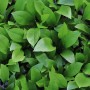 Nahaufnahme der grünen Blätter der Dennerle Plants Aquariumpflanze Echinodorus Grisebachii Bleherae.
