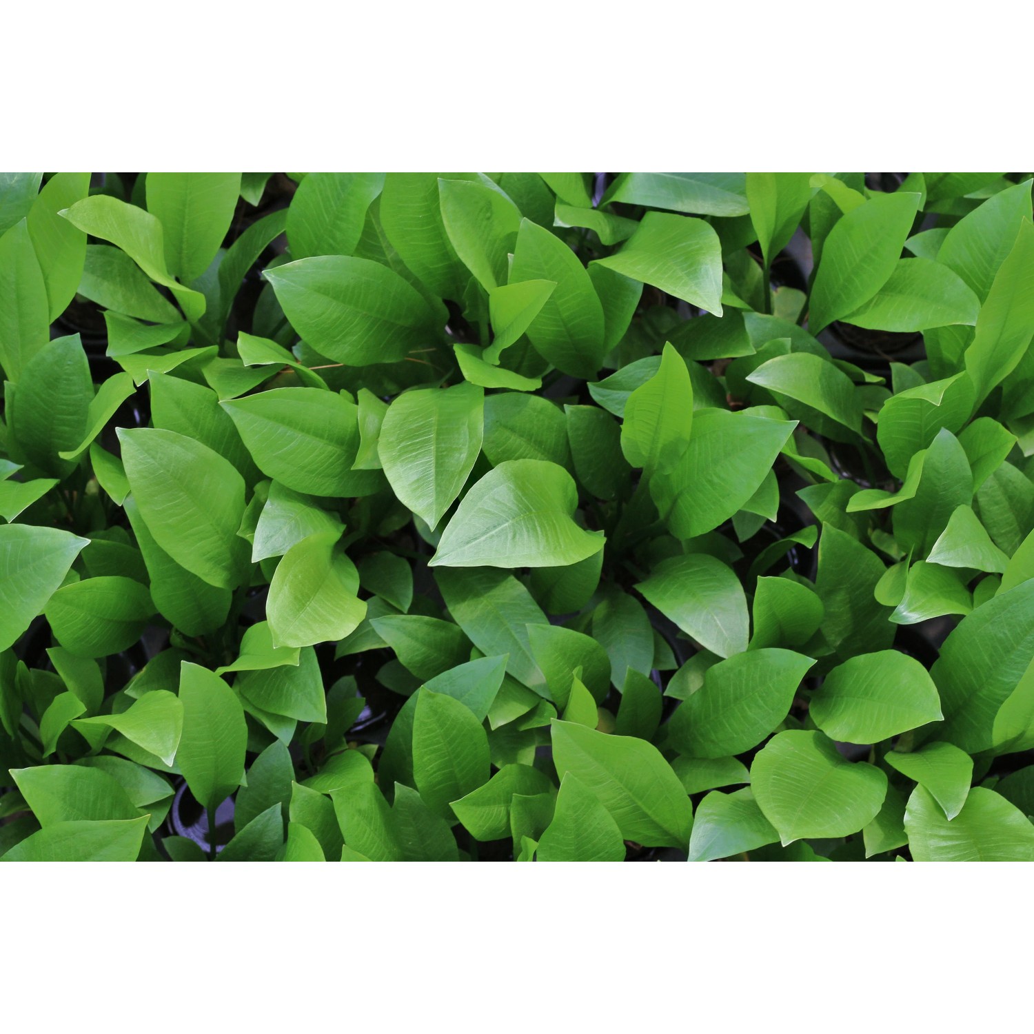 Nahaufnahme der grünen Blätter der Dennerle Plants Aquariumpflanze Echinodorus Grisebachii Bleherae.