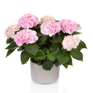 Rosa Gartenhortensie Hi Diamond im Topf, ca. 30-40 cm hoch. Bauernhortensie mit üppigen Blüten.