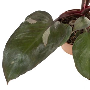 GROW by OBI Baumfreund Pink Princess, Philodendron mit pinkfarbenen Akzenten im Topf.