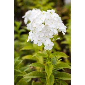 Weißer Sommerphlox Fujiyama im Topf, eine bienenfreundliche Staude für sonnige Standorte.