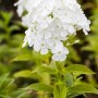 Weißer Sommerphlox Fujiyama im Topf, eine bienenfreundliche Staude für sonnige Standorte.