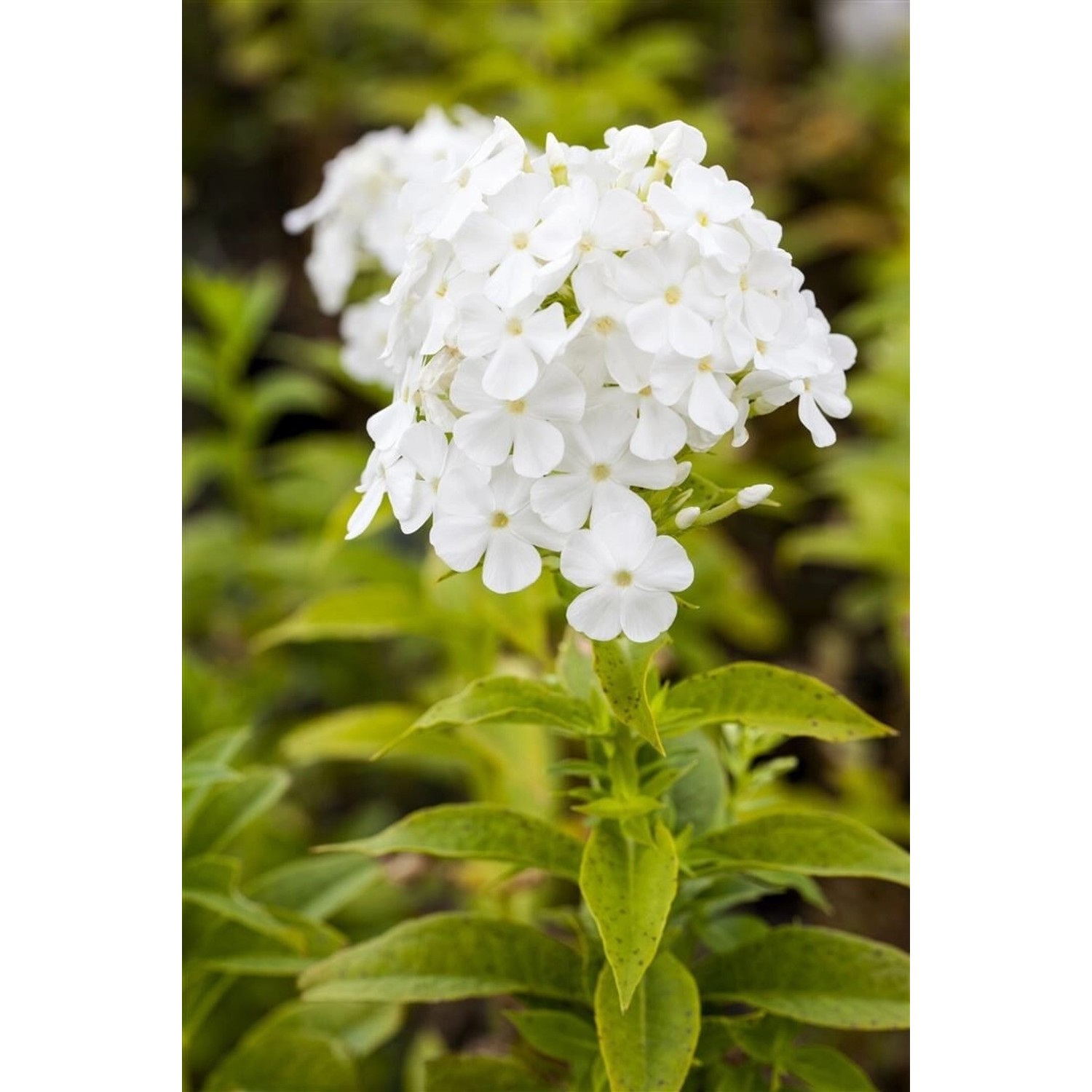 Phlox Paniculata Fujiyama Hoher Sommerphlox Ca. 11x11 cm Topf günstig online kaufen