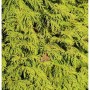Lebensbaum King of Brabant 60-80cm - Thuja occidentalis_2