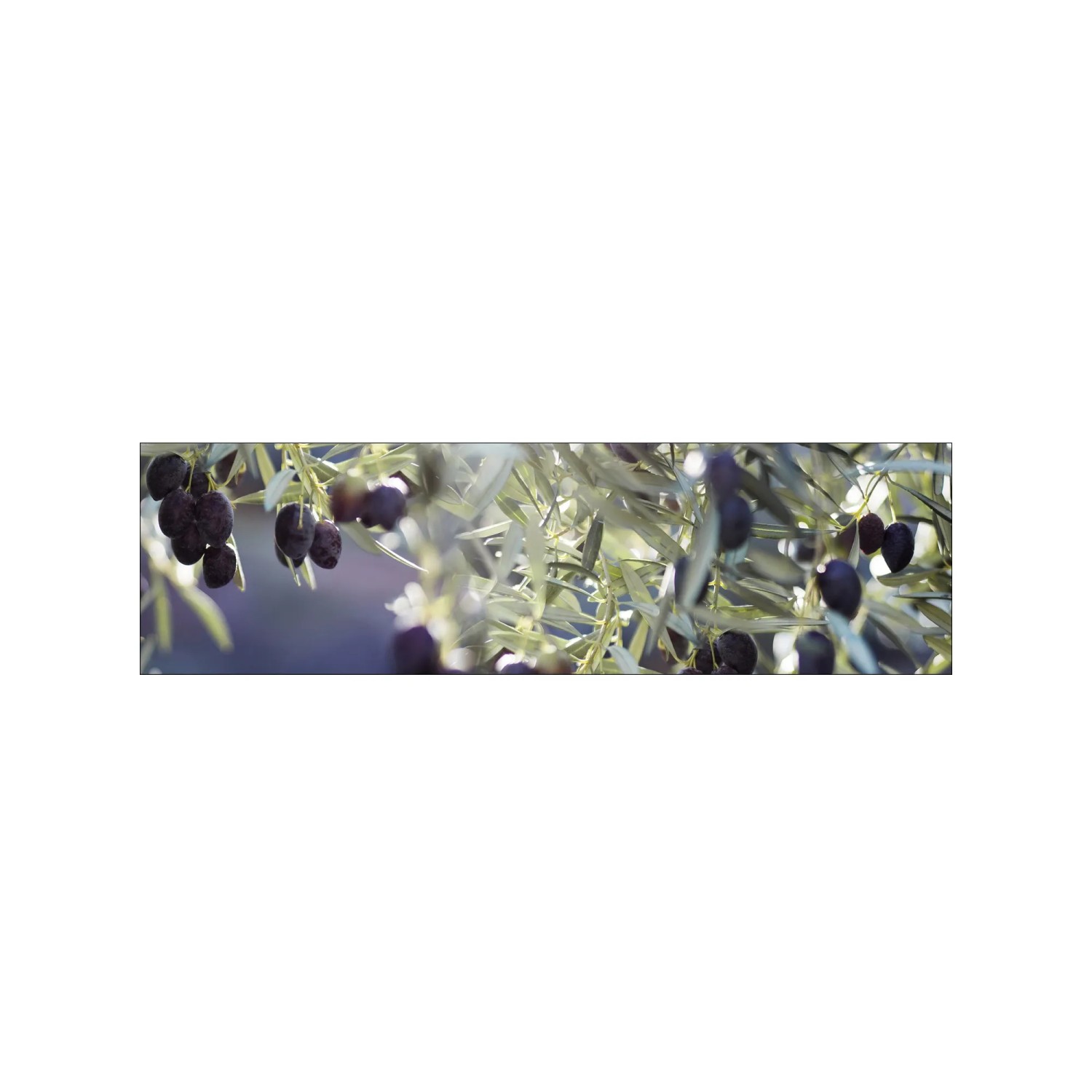 MySpotti Küchenrückwand Profix Cucina Olivenbaum 210 x 60 cm Violettfarben