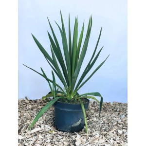 Grüne Palmlilie (Yucca filamentosa) als Topfpflanze im schwarzen Topf auf Holzspänen. Robuster Strauch für Garten & Kübel.