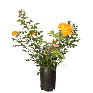 Baumfink Bodendeckerrose Bessy im Topf mit apricotfarbenen Blüten.