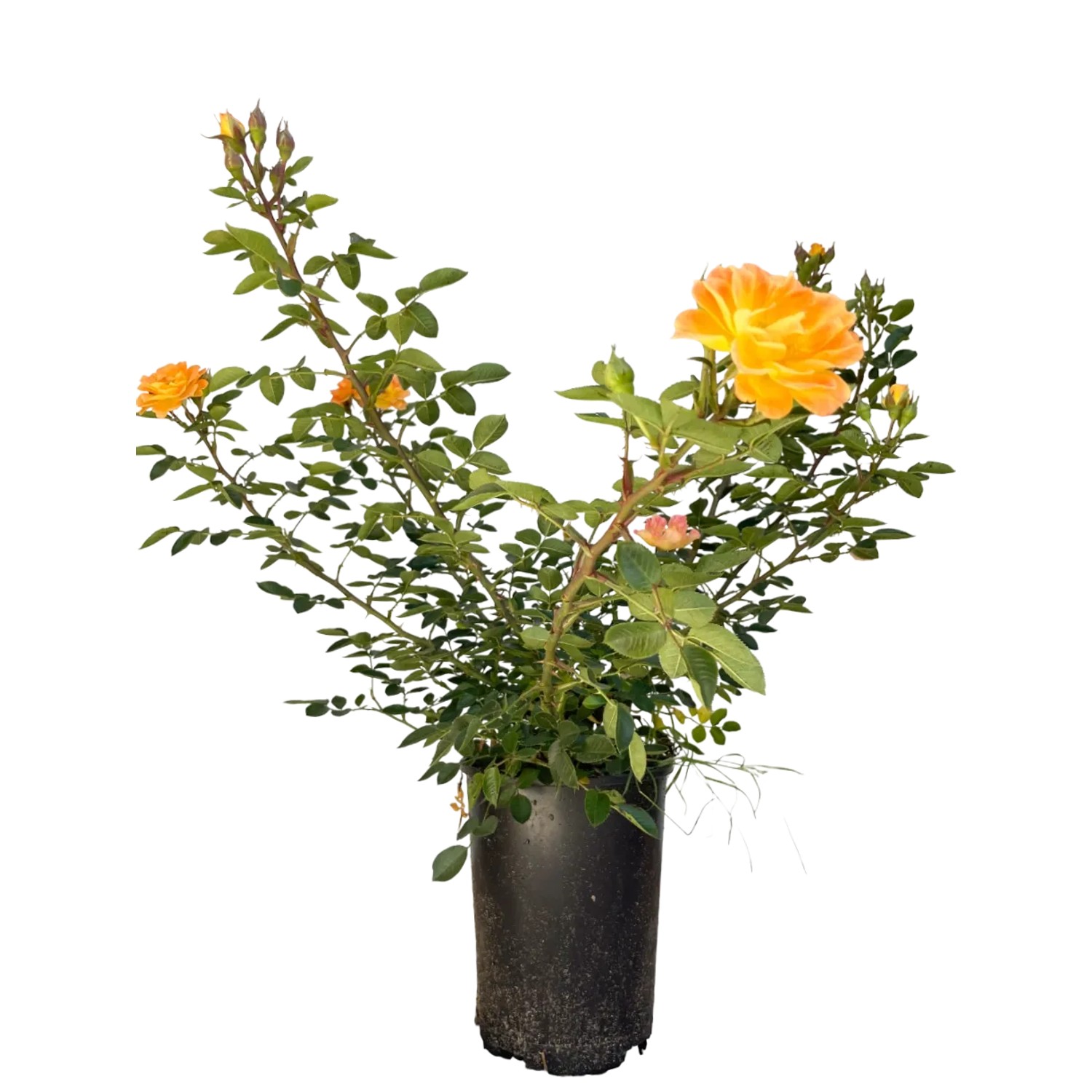 Baumfink Bodendeckerrose Bessy im Topf mit apricotfarbenen Blüten.