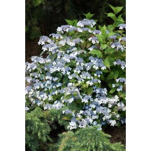 Berghortensie Hydrangea Serrata Acuminata mit zartrosa bis blauen Blüten.