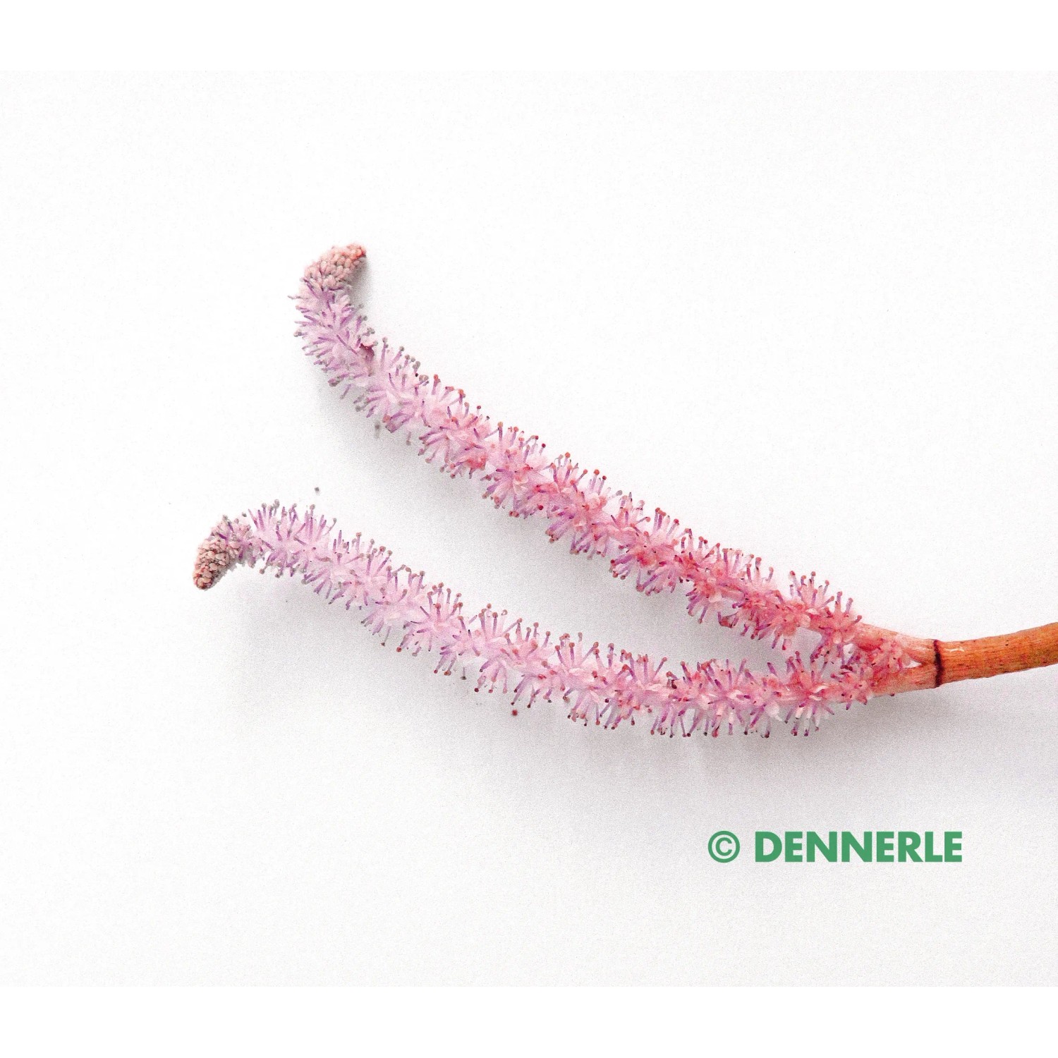 Dennerle Aponogeton longiplumulosus Aquariumpflanze mit rosa Blüte.