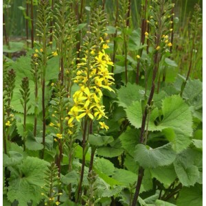Gelb blühendes Kreuzkraut 'Weihenstephan' (Ligularia stenocephala) im Garten.