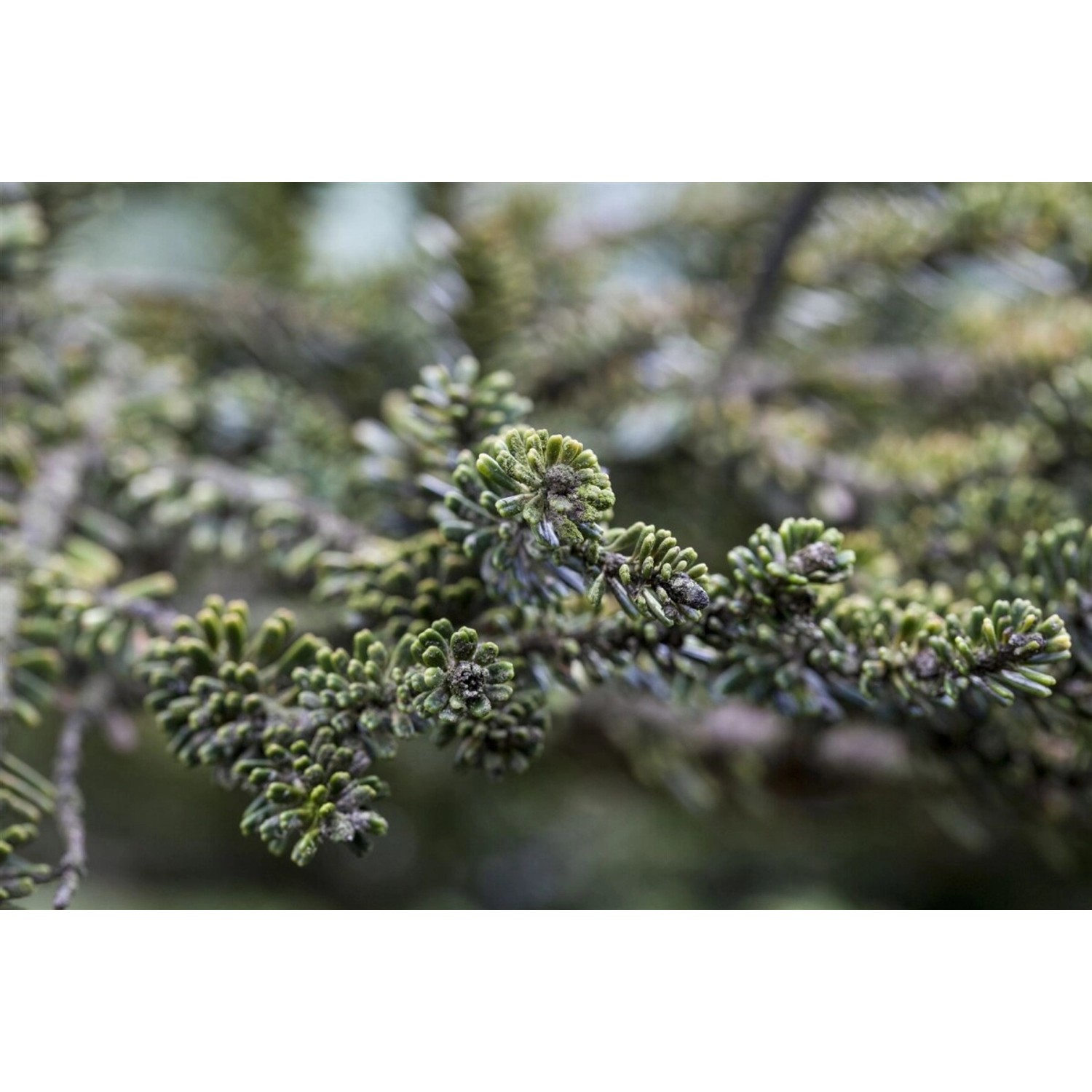 Abies Koreana Kohouts Icebreaker ® Tanne 40–50 cm günstig online kaufen
