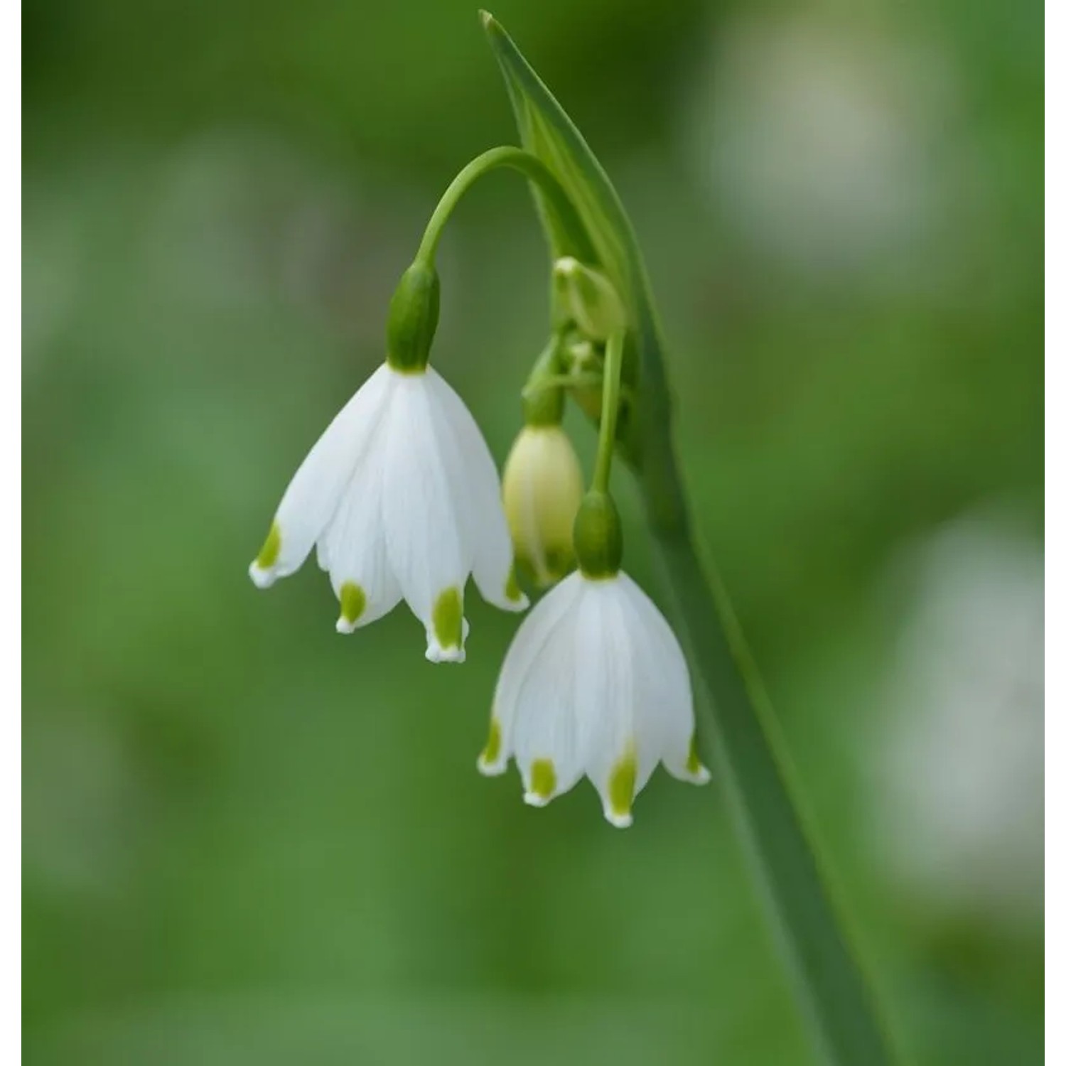Sommer Knotenblume Gravetye Giant - Leucojum aestivum