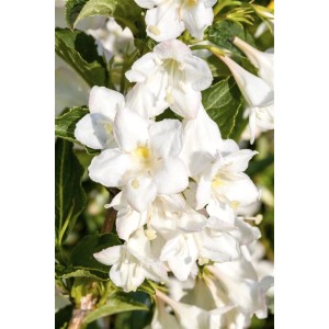 Nahaufnahme der weißen Blüten der Weigelie Snowflake (80–100 cm).