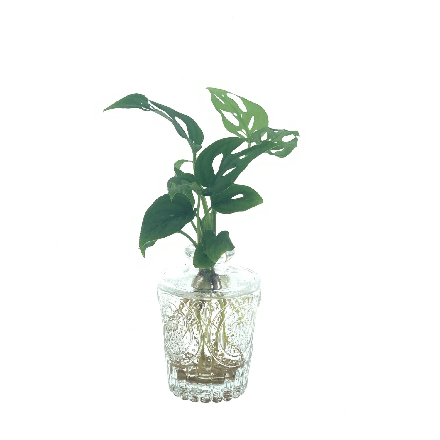 Fensterblatt Hydrokultur im beleuchtetem GlasGefäß TopfØ ca. 12 cm