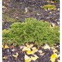 Kriechwacholder Goldschatz, goldgelber Strauch für den Garten.