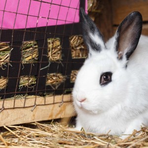 Weißes Kaninchen vor pink-schwarzer Heutasche mit grobem Netz, gefüllt mit Heu, im Kleintierkäfig.
