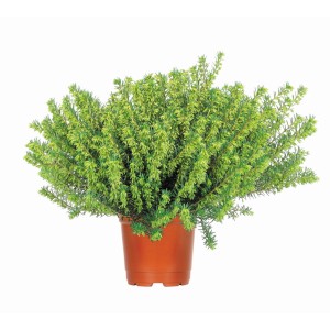 Englische Heide im Topf, verschiedene Farben. Erica, ca. 12 cm Topf-Durchmesser.