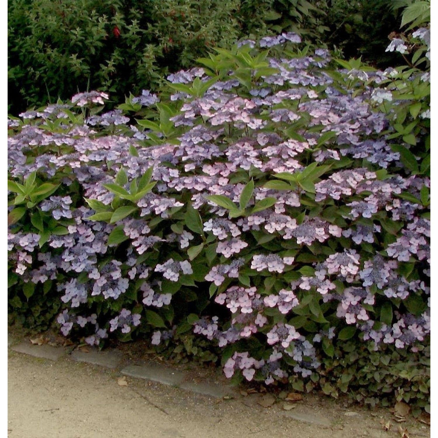 Teller Hortensie Koreana 40-60cm - Hydrangea serrata günstig online kaufen