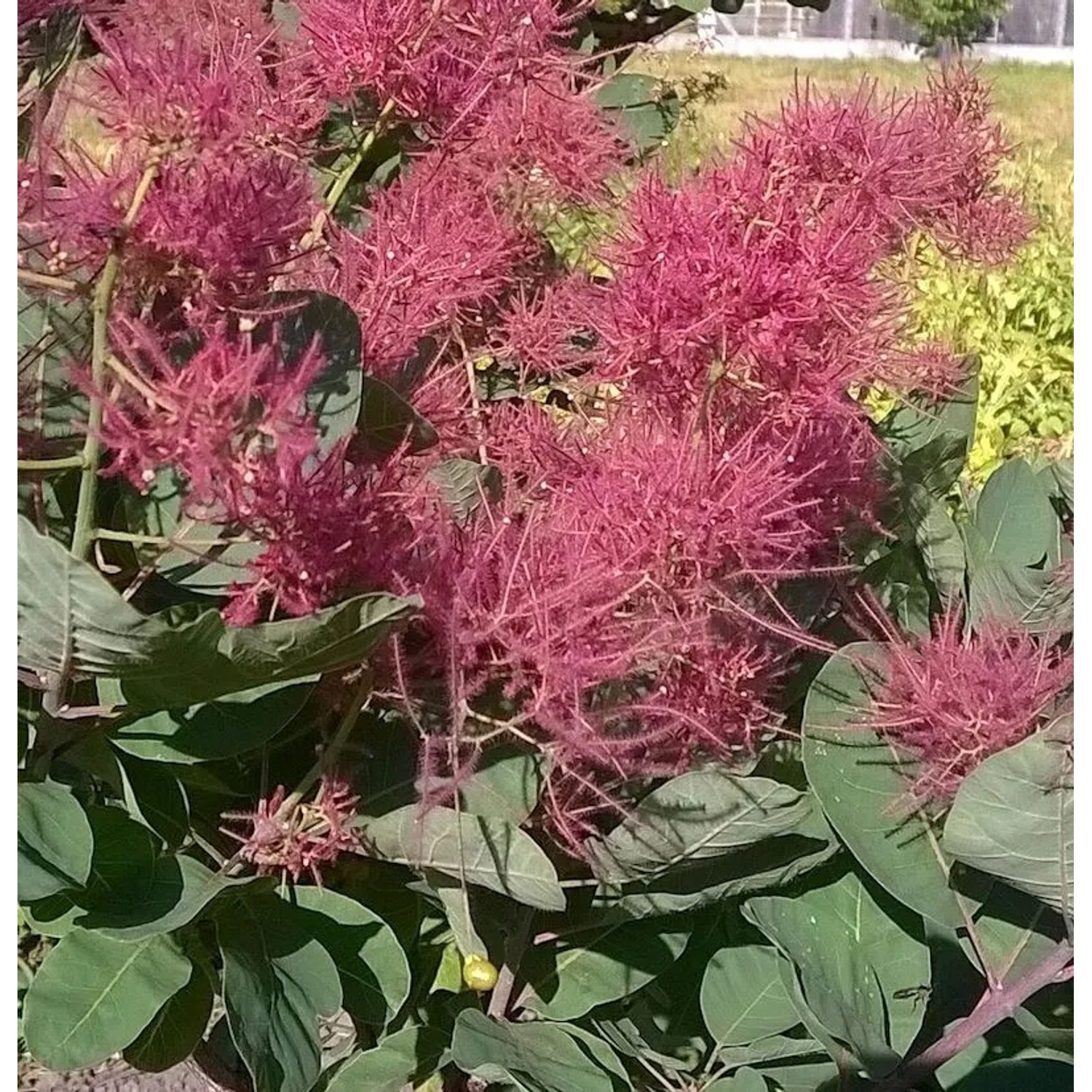 Perückenstrauch Smokey Joe 25-30cm - Cotinus coggygria