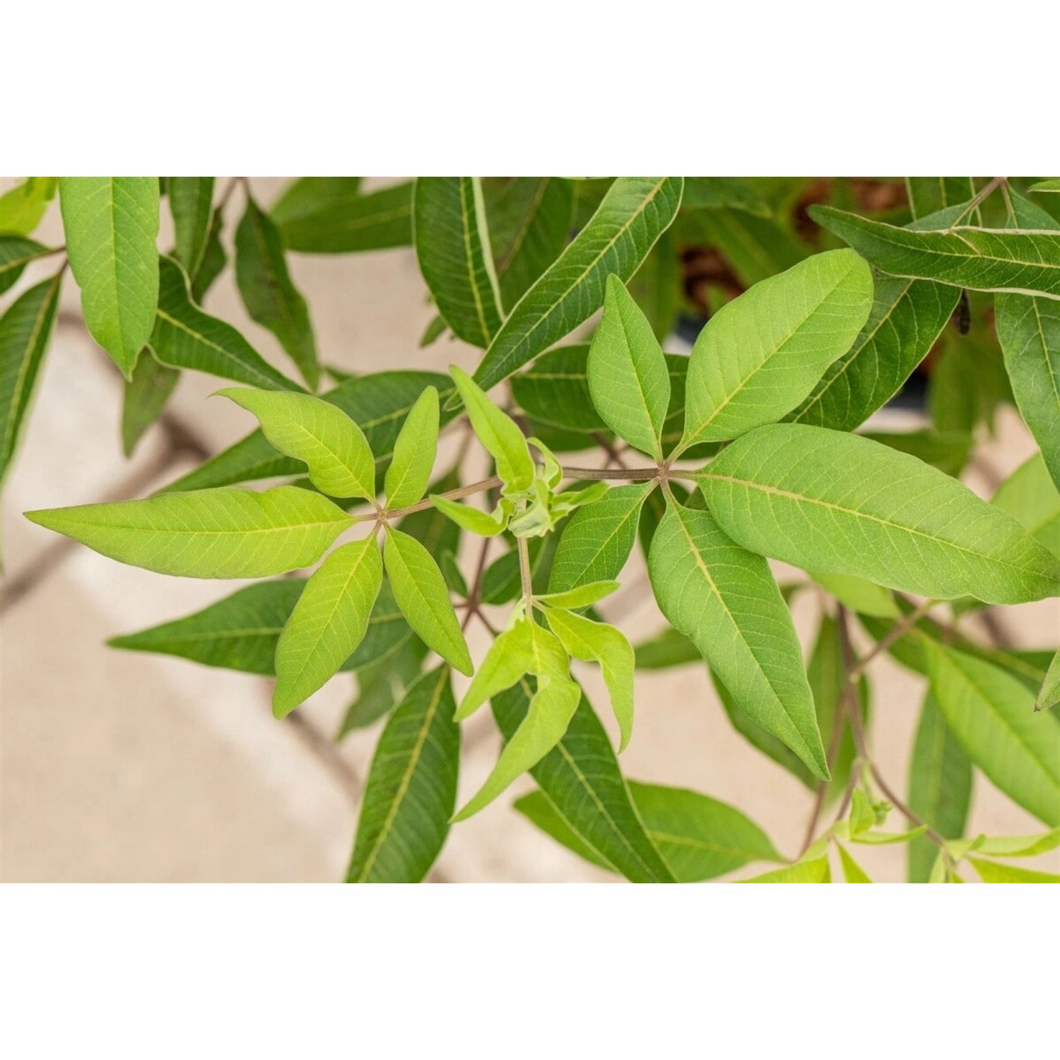 Vitex Agnus-Castus Blue Diddley Mönchspfeffer Blau 30–40 cm günstig online kaufen