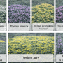 Themenset Duftteppich & Sonnenwiese mit Thymian, Sedum, Schafgarbe und Katzenminze im Topf.