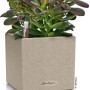 Lechuza Canto Stone 14 Übertopf in Sandbeige mit Pflanze, 14x14 cm.