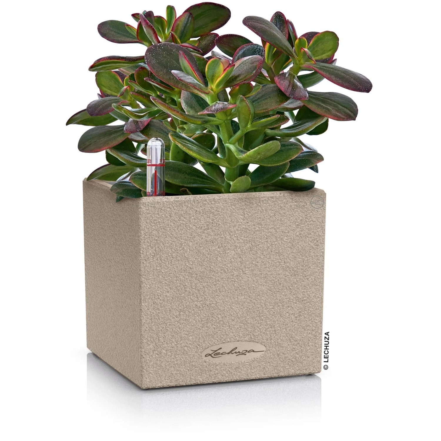 Lechuza Canto Stone 14 Übertopf in Sandbeige mit Pflanze, 14x14 cm.