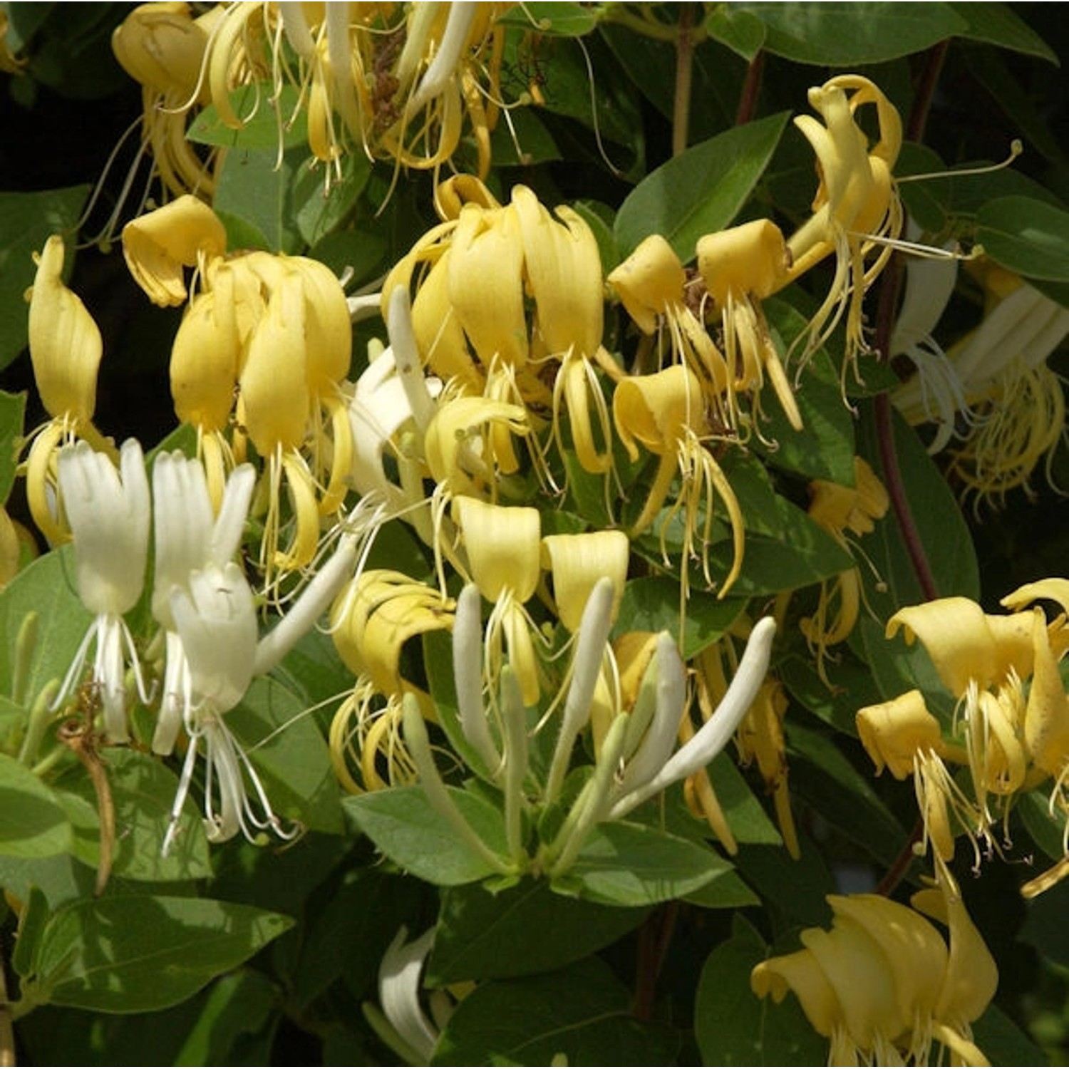 Japanisches Geisblatt Halliana 100-125cm - Lonicera japonica günstig online kaufen