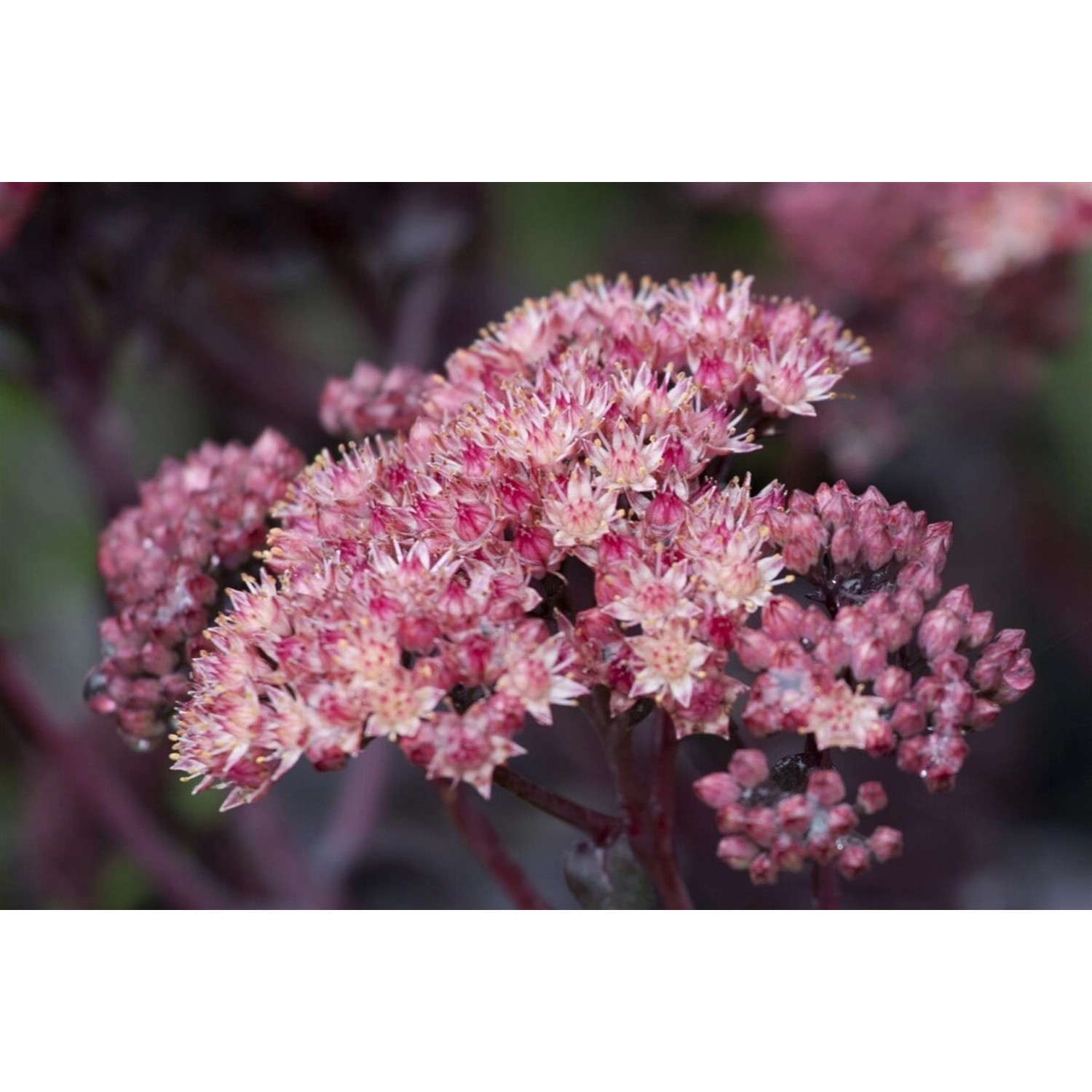 Sedum Spectabile Purple Emperor Fetthenne Ca. 11x11 cm Topf günstig online kaufen