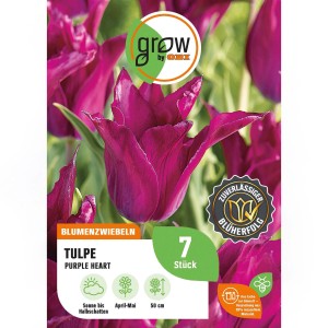 Lila Tulpe 'Purple Heart' als Blumenzwiebel, 7 Stück. Ideal für Beet und Kübel.