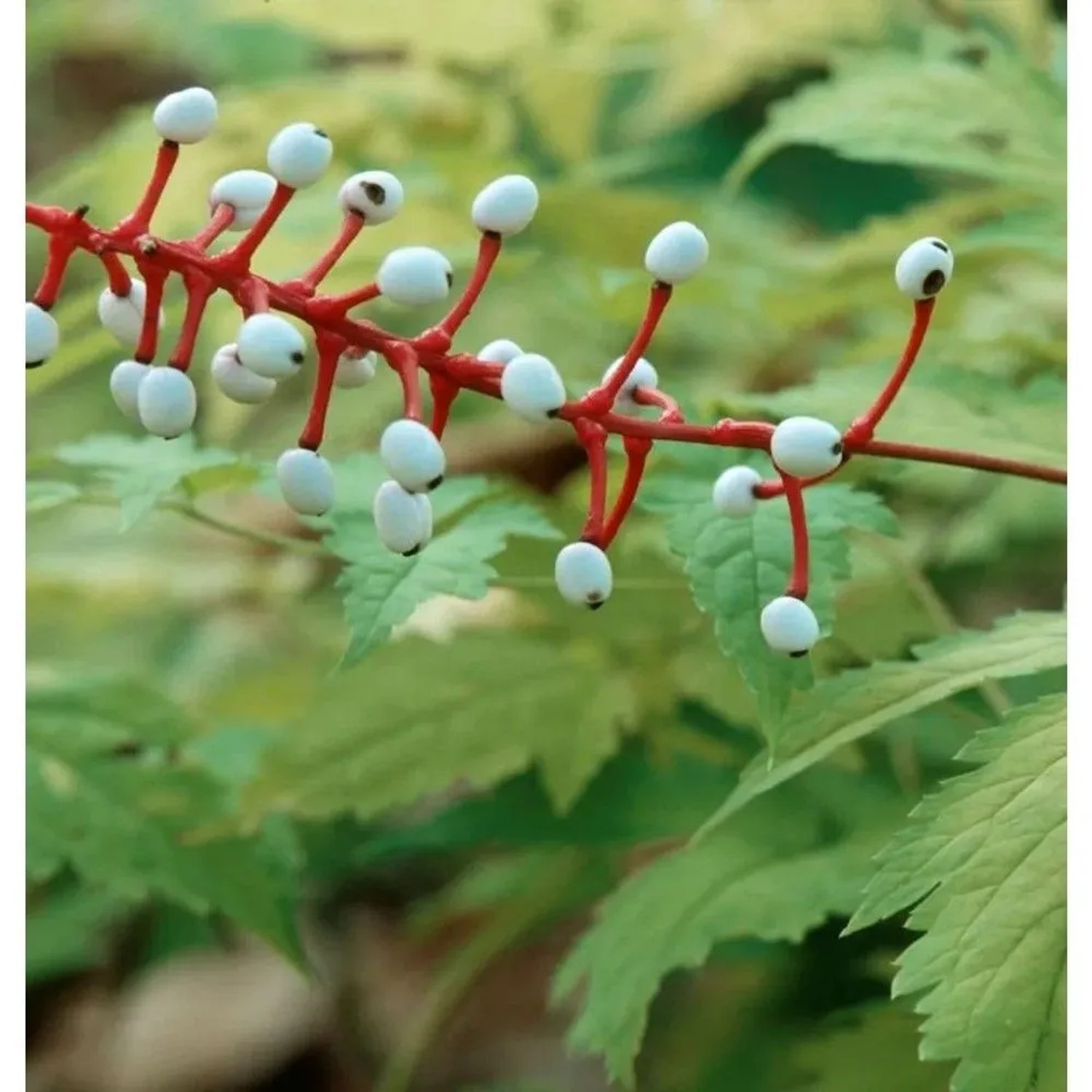 Weißfruchtiges Christophskraut - Actaea pachypoda far rubrocarp