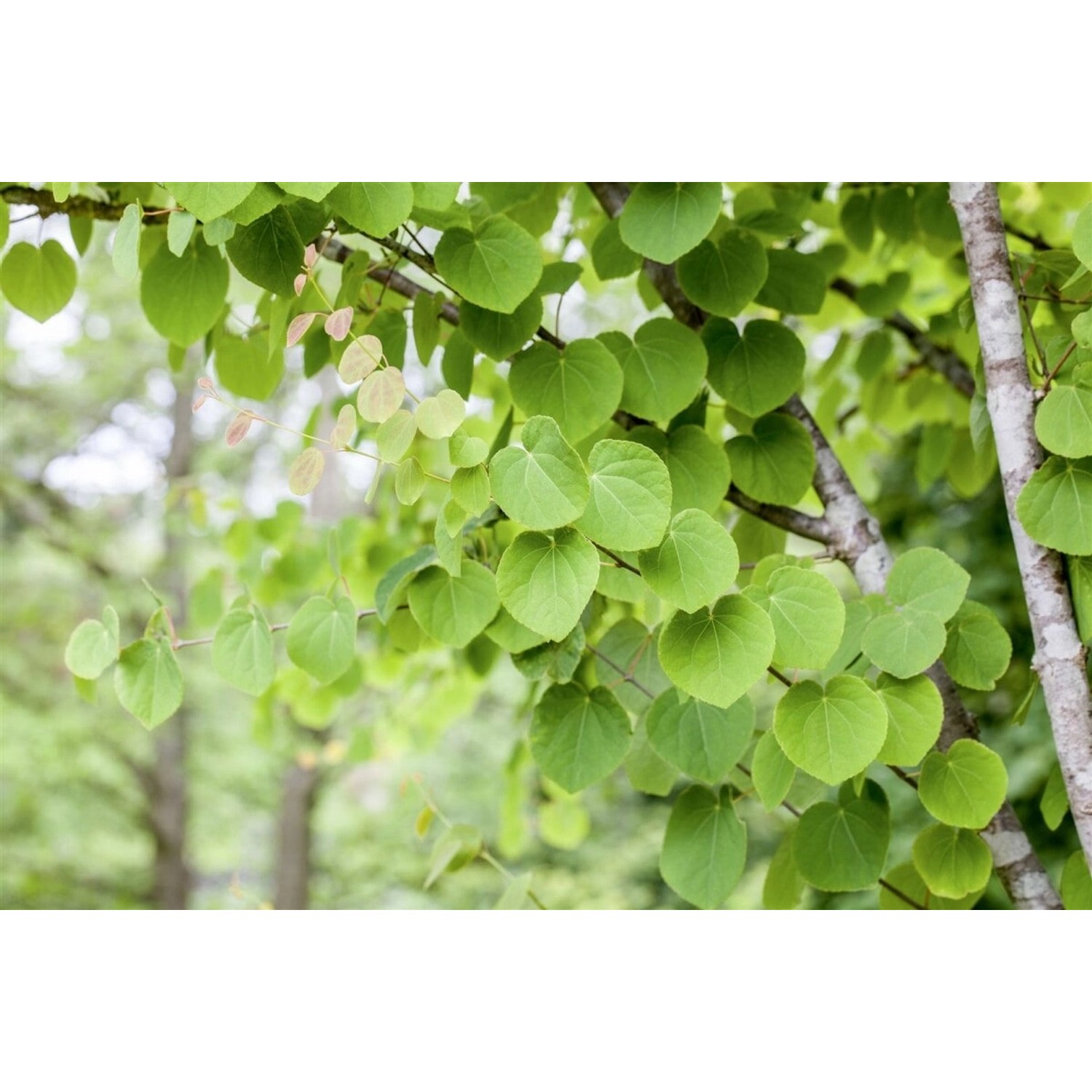 Cercidiphyllum Japonicum Katsurabaum 125 cm Stammhöhe günstig online kaufen