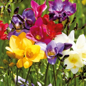 Farbenfrohe Freesien-Mischung von GROW by OBI, ca. 25 cm hoch. Blumenzwiebeln in Gelb, Lila, Rot, Rosa und Weiß.