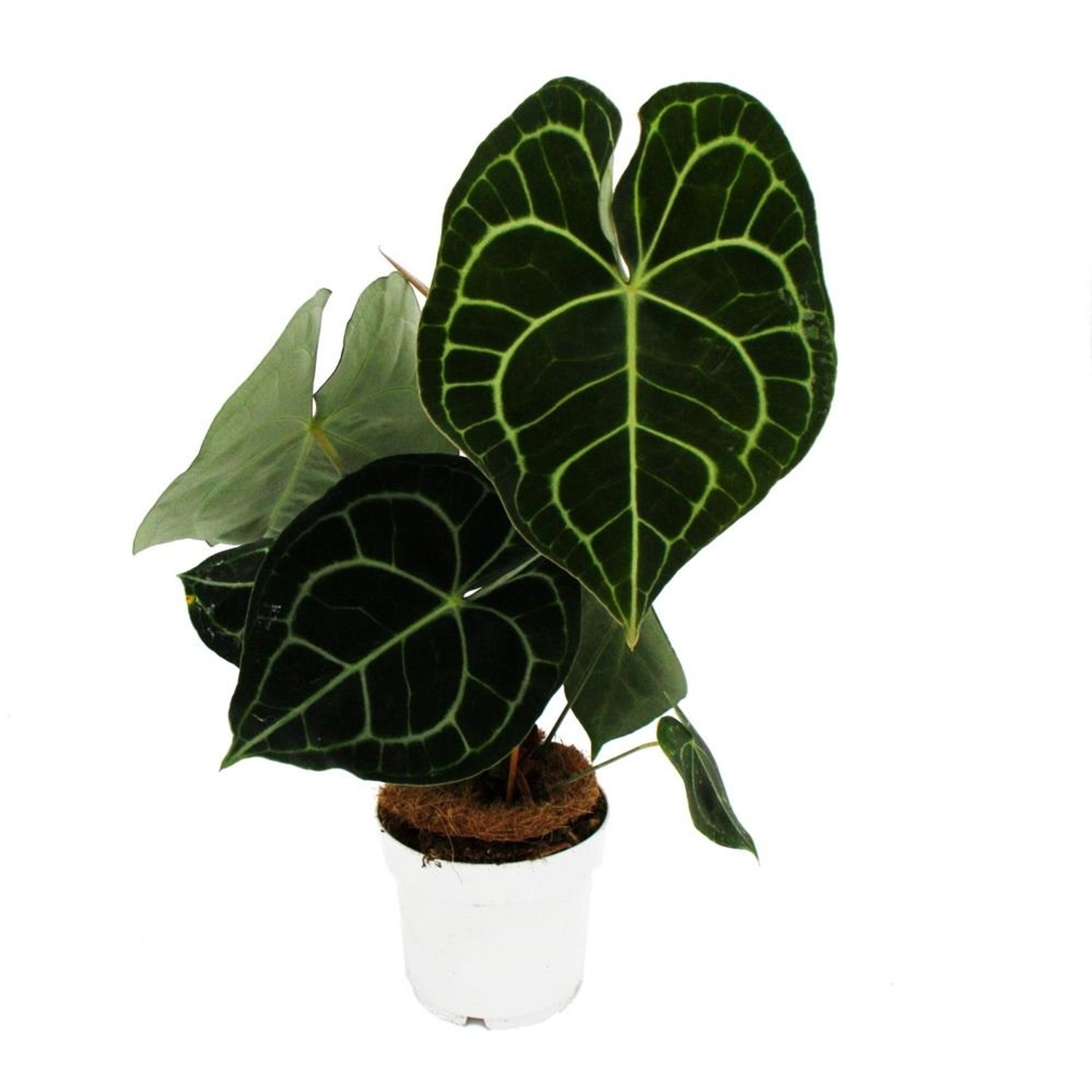 Exotenherz Flamingoblume Anthurium Clarinervium Herzblattblume 14cm Topf