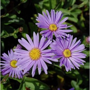 Nahaufnahme der lila Sommeraster Blütendecke (Aster amellus) mit gelber Mitte.