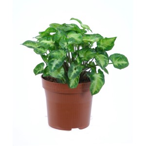 GROW by OBI Purpurtute Arrow im Topf, grüne Zimmerpflanze mit hellen Blattzeichnungen.