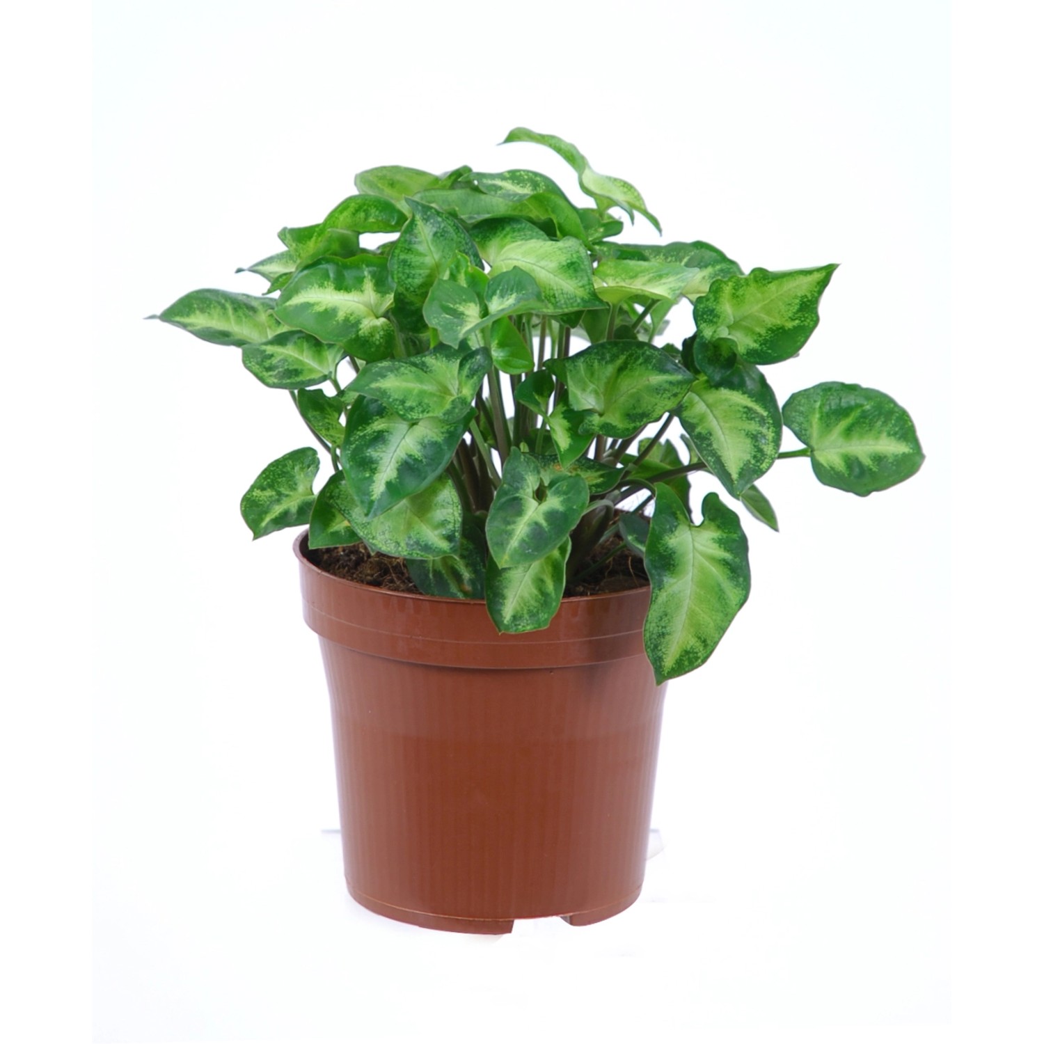 GROW by OBI Purpurtute Arrow Höhe ca. 20 - 25 cm Topf Ø ca. 12 cm Syngonium