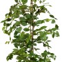 Hainbuche im Topf, ca. 175-200 cm hoch, ideal für Heckenpflanzung. Set mit 60 Stück.