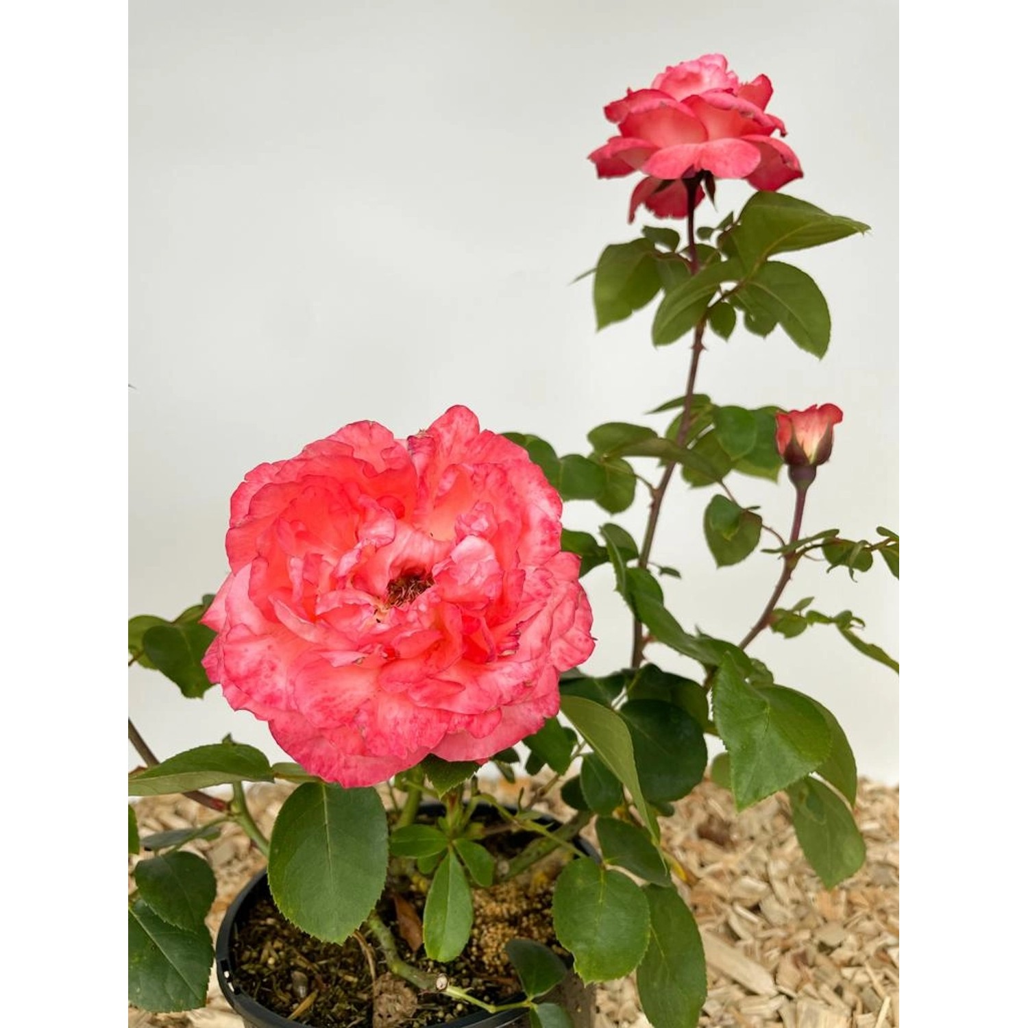 Baumfink Edelrose 'Aachener Dom' im Topf mit lachsrosa Blüten.