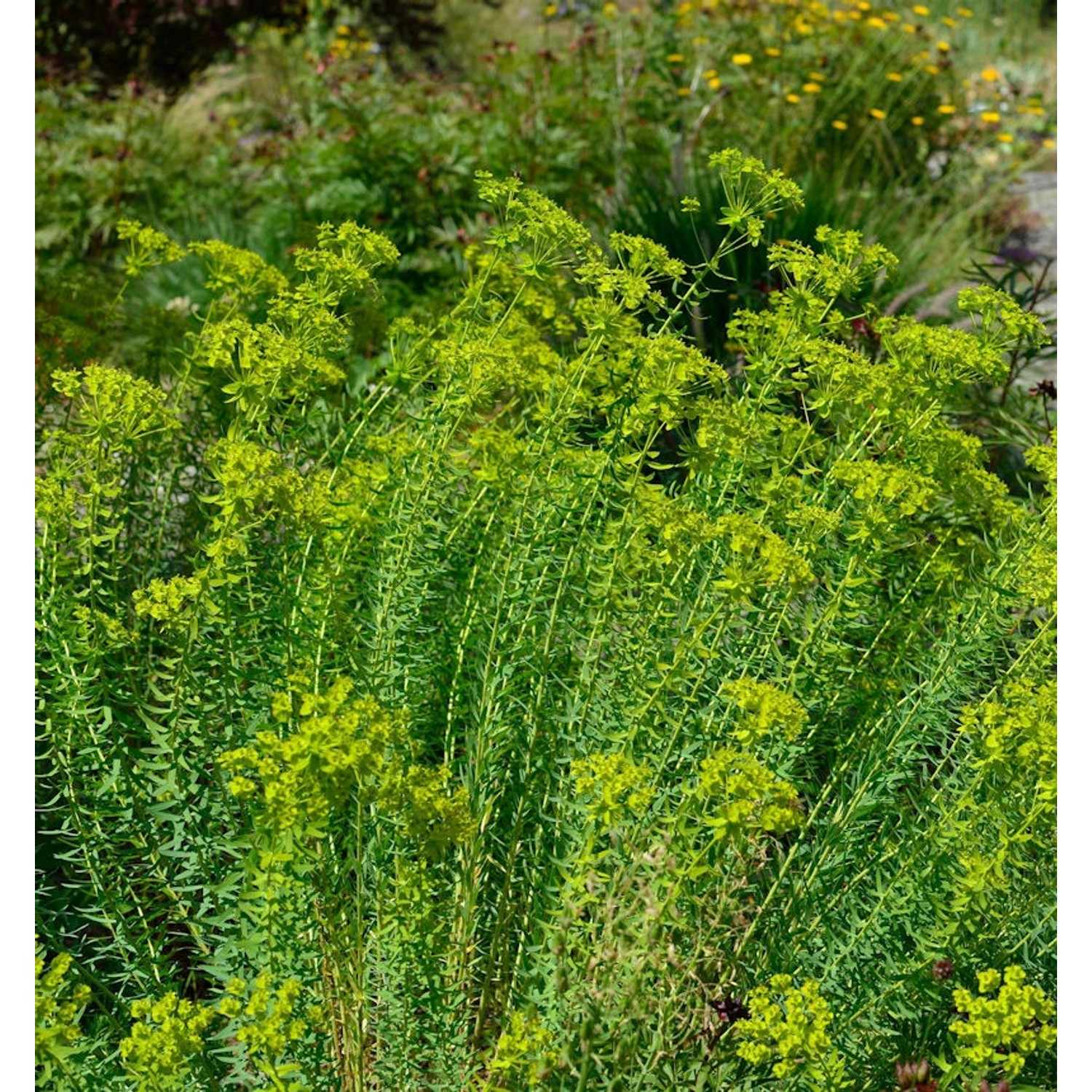 Steppen Wolfsmilch Sternenwolke - Euphorbia seguieriana günstig online kaufen