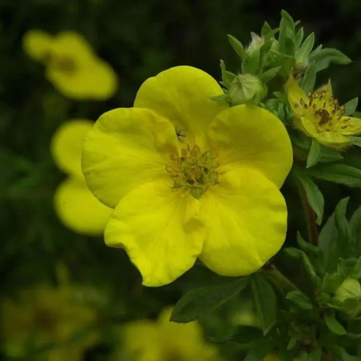 10x Kleiner Spierstrauch Goldfinger - Potentilla fruticosa