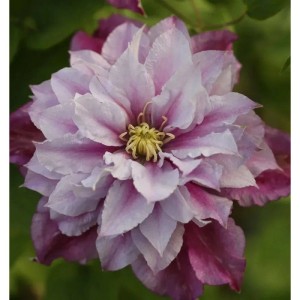 Nahaufnahme einer rosa-weißen Waldrebe Piilu Blüte, eine schöne Kletterpflanze.