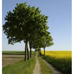 Allee mit Hochstamm Kugelahorn Globosum (Acer platanoides) im Garten.