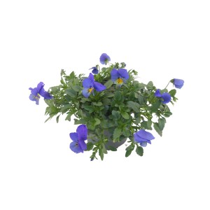 Hornveilchen Coolwave im Topf, lila-blaue Blüten, ideal für die Frühjahrsbepflanzung.