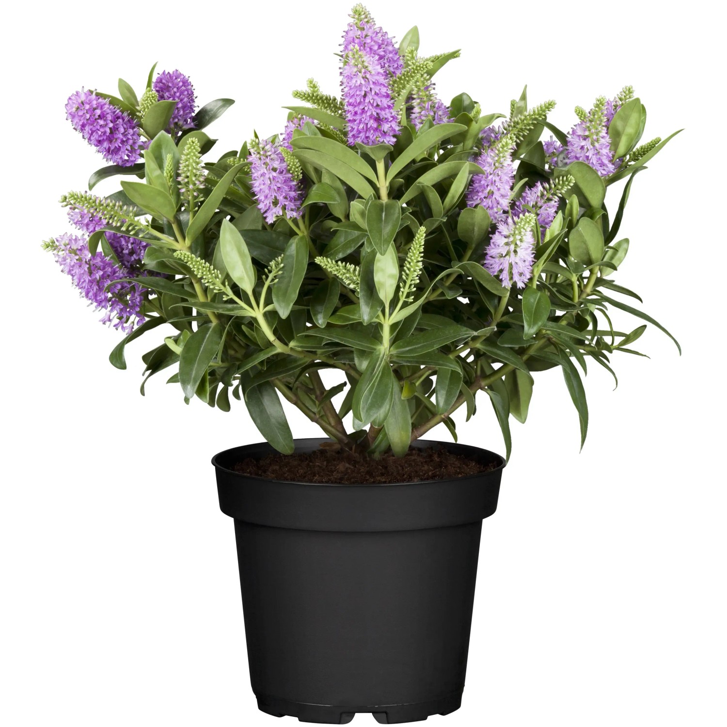 GROW by OBI Strauchveronika "All Blooms" Höhe ca. 10-15 cm Topf-Ø ca. 13 cm Hebe