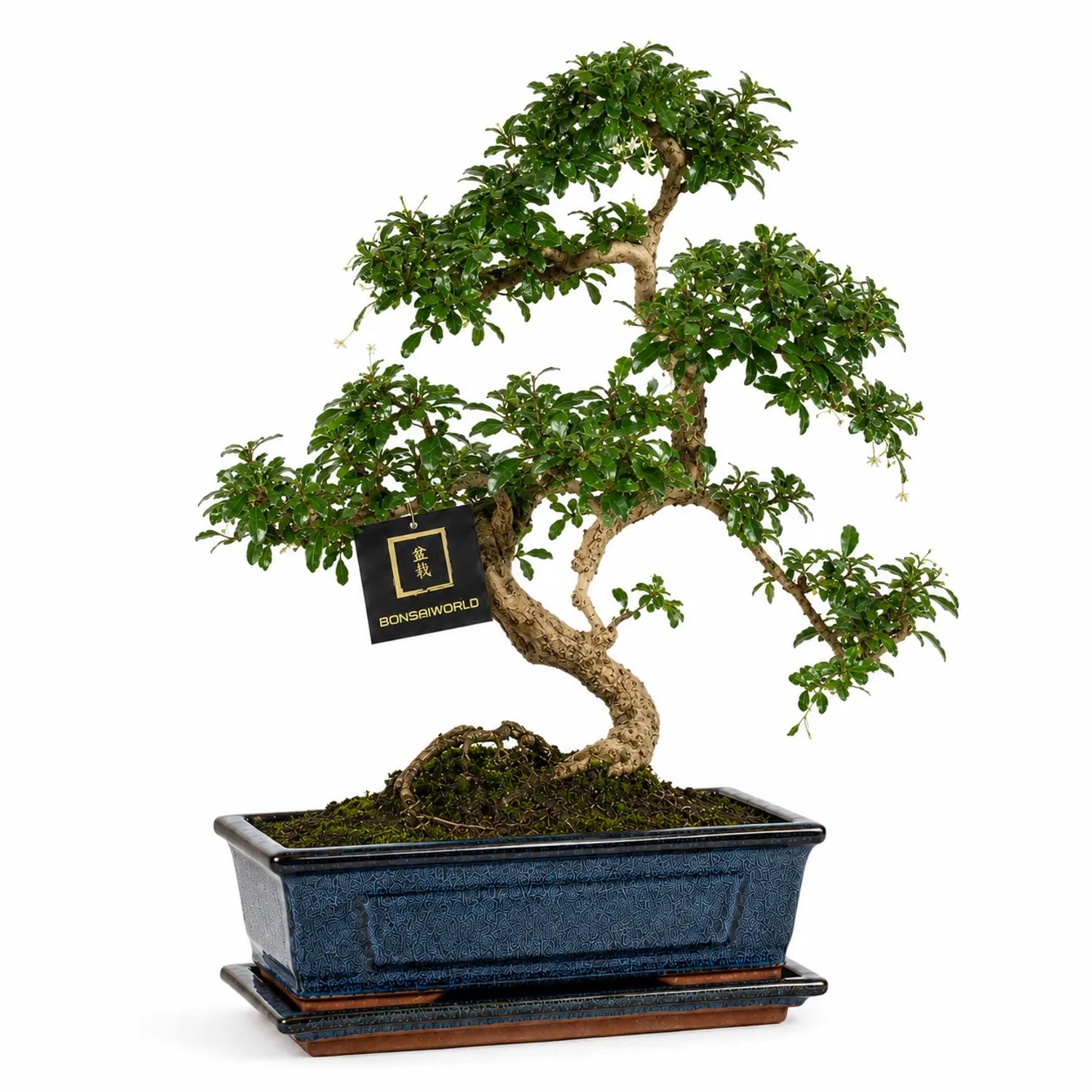Vdvelde Carmona Bonsai S Form Ca. 10 Jahre Mit Keramiktopf